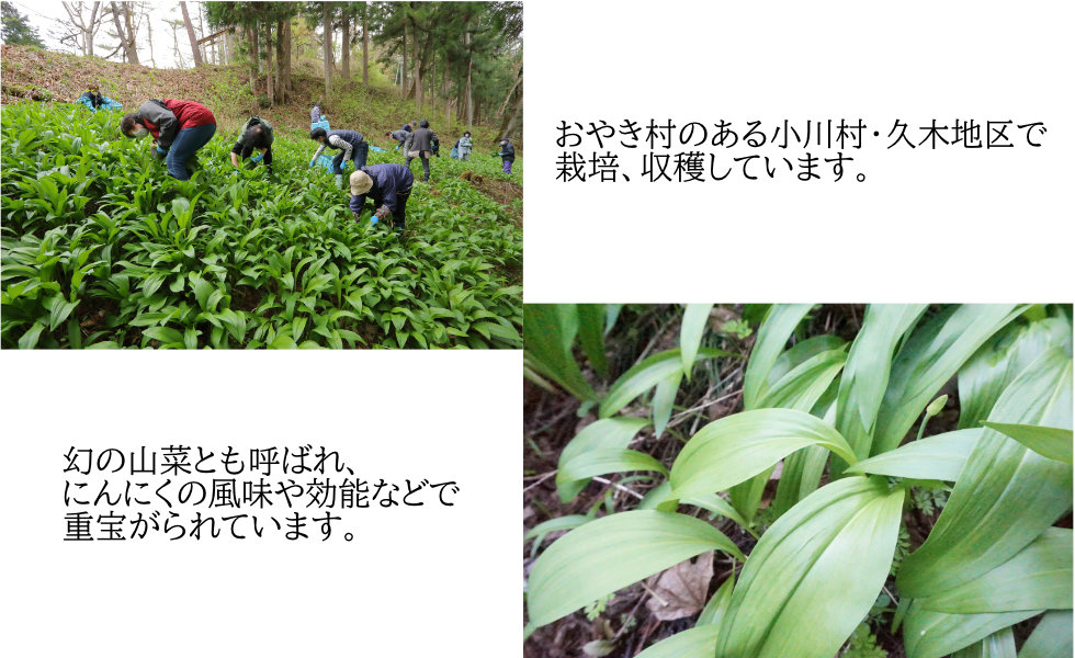 行者ニンニク収穫